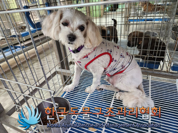 한국동물구조관리협회_441406202300746